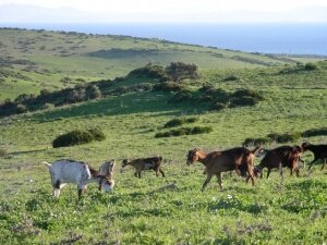 Portada Cabras3