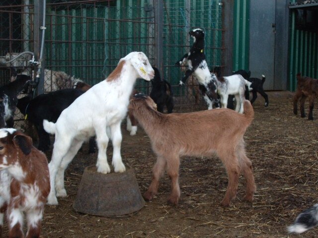 Seis (Cabras)