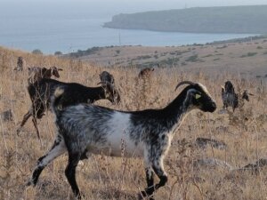 Portada Cabras15